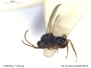  (Synergus incrassatus - CYNNI236)  @14 [ ] CreativeCommons - Attribution Non-Commercial Share-Alike (2013) Arnstein Staverlokk Norwegian Institute of Nature Research