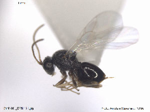  (Synergus pallicornis - CYNNI40)  @14 [ ] CreativeCommons - Attribution Non-Commercial Share-Alike (2013) Arnstein Staverlokk Norwegian Institute of Nature Research