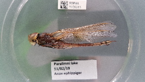  ( - RMNH.5106315)  @11 [ ] by-nc-nd  Naturalis Biodiversity Center Naturalis Biodiversity Center