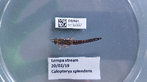  (Calopteryx splendens - RMNH.5106337)  @11 [ ] by-nc-nd  Naturalis Biodiversity Center Naturalis Biodiversity Center