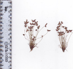  (Isolepis hemiuncialis - AMM3010)  @11 [ ] No Rights Reserved  Unspecified Unspecified