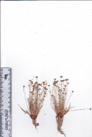  (Isolepis marginata - AMM3012)  @11 [ ] No Rights Reserved  Unspecified Unspecified
