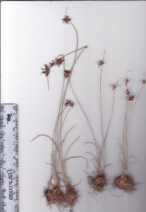  (Cyperus semitrifidus - AMM3662)  @11 [ ] No Rights Reserved  Unspecified Unspecified