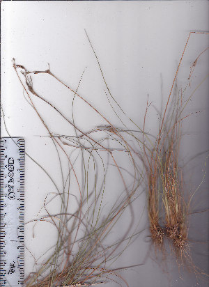  (Juncus capensis - AMM5340)  @11 [ ] No Rights Reserved  Unspecified Unspecified