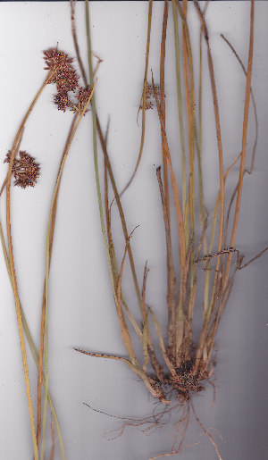  (Cyperus denudatus - AMM5712)  @11 [ ] No Rights Reserved  Unspecified Unspecified