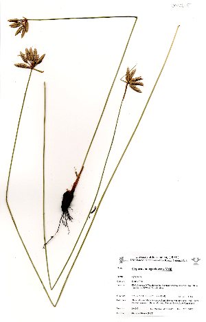  (Cyperus margaritaceus - OM0645)  @11 [ ] No Rights Reserved  Unspecified Unspecified
