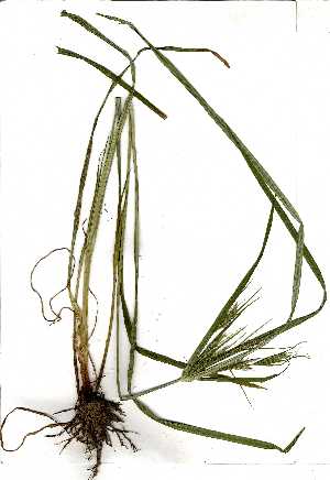  (Cyperus distans - OM0670)  @11 [ ] No Rights Reserved  Unspecified Unspecified
