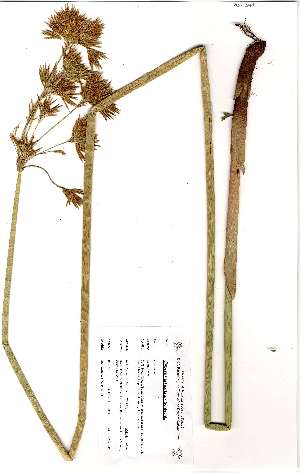  (Cyperus articulatus - RBN349)  @11 [ ] No Rights Reserved (2011) Olivier Maurin University of Johannesburg
