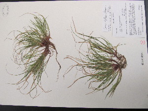  (Carex deflexa - TJD-516)  @11 [ ] CreativeCommons - Attribution Non-Commercial (2013) MT Marie-Victorin Herbarium