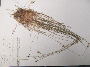  ( - TJD-518)  @11 [ ] CreativeCommons - Attribution Non-Commercial (2013) MT Marie-Victorin Herbarium