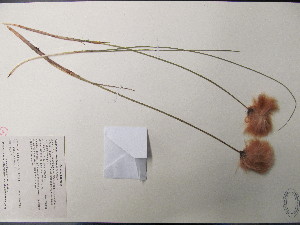  ( - TJD-519)  @11 [ ] CreativeCommons - Attribution Non-Commercial (2013) MT Marie-Victorin Herbarium