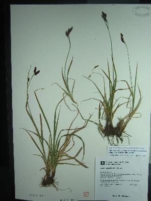  ( - TJD-534)  @11 [ ] CreativeCommons - Attribution Non-Commercial (2013) MT Marie-Victorin Herbarium