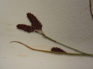  (Carex atratiformis - TJD-534)  @11 [ ] CreativeCommons - Attribution Non-Commercial (2013) MT Marie-Victorin Herbarium