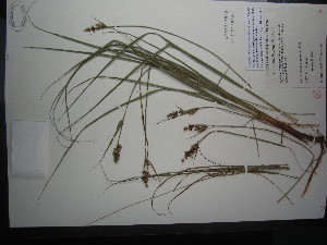  ( - TJD-533)  @11 [ ] CreativeCommons - Attribution Non-Commercial (2013) MT Marie-Victorin Herbarium