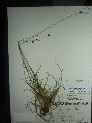  (Carex media - TJD-528)  @11 [ ] CreativeCommons - Attribution Non-Commercial (2013) MT Marie-Victorin Herbarium