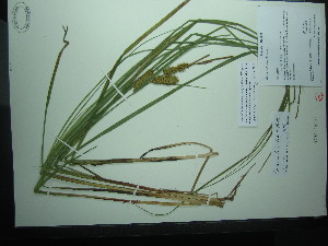 (Carex utriculata - TJD-524)  @11 [ ] CreativeCommons - Attribution Non-Commercial (2013) MT Marie-Victorin Herbarium