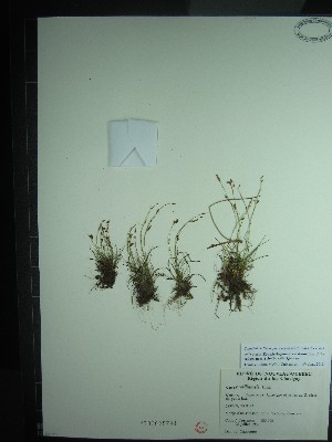  ( - TJD-522)  @11 [ ] CreativeCommons - Attribution Non-Commercial (2013) MT Marie-Victorin Herbarium