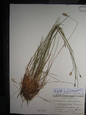  ( - TJD-536)  @11 [ ] CreativeCommons - Attribution Non-Commercial (2013) MT Marie-Victorin Herbarium