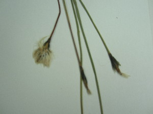  ( - TJD-536)  @11 [ ] CreativeCommons - Attribution Non-Commercial (2013) MT Marie-Victorin Herbarium