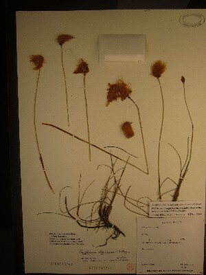  ( - TJD-537)  @11 [ ] CreativeCommons - Attribution Non-Commercial (2013) MT Marie-Victorin Herbarium