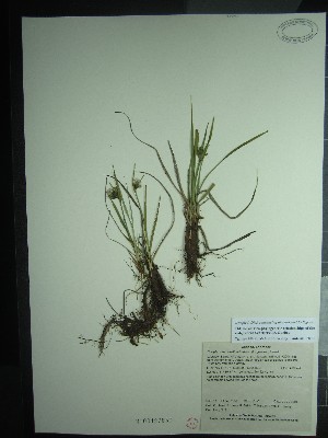  ( - TJD-538)  @11 [ ] CreativeCommons - Attribution Non-Commercial (2013) MT Marie-Victorin Herbarium