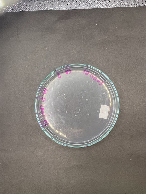  (Bacillales - A-17)  @11 [ ] Unspecified (default): All Rights Reserved (2024) Alejandra Gonz&aacute;lez Unspecified