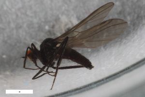 ( - ZFMK-TIS-2547363)  @11 [ ] CreativeCommons  Attribution Share-Alike (by-sa) 4.0 (2019) Unspecified Zoologisches Forschungsmuseum Alexander Koenig