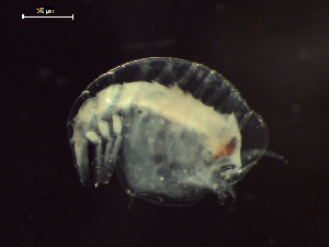  ( - CZ000025_crustaceans_Tetrathyrus_forcipatus_96.1)  @11 [ ] Copyright (2020) Nancy F. Mercado-Salas Senckenberg am Meer