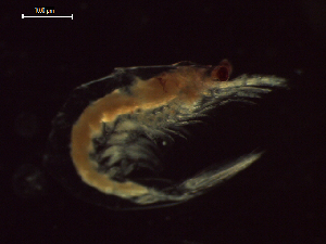  ( - CZ000054_crustaceans_Euphausia_distinguenda_98.8)  @11 [ ] Copyright (2020) Nancy F. Mercado-Salas Senckenberg am Meer