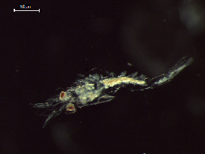  (Hansarsia gracilis - CZ000059_crustaceans_Nematoscelis_gracilis_99.8)  @11 [ ] Copyright (2020) Nancy F. Mercado-Salas Senckenberg am Meer