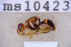  ( - UHIM.ms10423)  @11 [ ] BY-NC-ND (2023) University of Hawaii Insect Museum UHIM