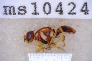  ( - UHIM.ms10424)  @11 [ ] BY-NC-ND (2023) University of Hawaii Insect Museum UHIM