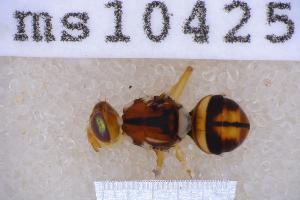  ( - UHIM.ms10425)  @11 [ ] BY-NC-ND (2023) University of Hawaii Insect Museum UHIM