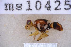  ( - UHIM.ms10425)  @11 [ ] BY-NC-ND (2023) University of Hawaii Insect Museum UHIM