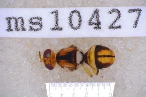  ( - UHIM.ms10427)  @11 [ ] BY-NC-ND (2023) University of Hawaii Insect Museum UHIM