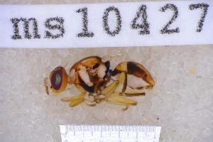  ( - UHIM.ms10427)  @11 [ ] BY-NC-ND (2023) University of Hawaii Insect Museum UHIM