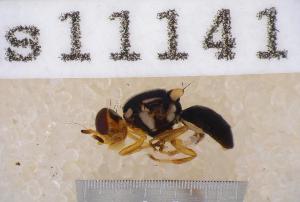  (Bactrocera caledoniensis - UHIM.ms11141)  @11 [ ] by-nc-nd (2020) University of Hawaii Insect Museum University of Hawaii Insect Museum