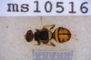  (Bactrocera kandiensis - UHIM.ms10516)  @11 [ ] BY-NC-ND (2023) University of Hawaii Insect Museum UHIM