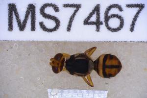  ( - UHIM.ms07467)  @11 [ ] BY-NC-ND (2023) University of Hawaii Insect Museum UHIM