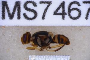  ( - UHIM.ms07467)  @11 [ ] BY-NC-ND (2023) University of Hawaii Insect Museum UHIM