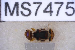  ( - UHIM.ms07475)  @11 [ ] BY-NC-ND (2023) University of Hawaii Insect Museum UHIM