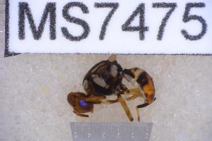  ( - UHIM.ms07475)  @11 [ ] BY-NC-ND (2023) University of Hawaii Insect Museum UHIM