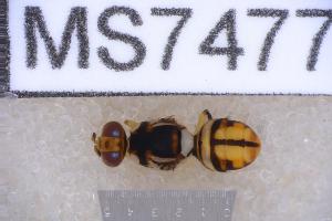  ( - UHIM.ms07477)  @11 [ ] BY-NC-ND (2023) University of Hawaii Insect Museum UHIM