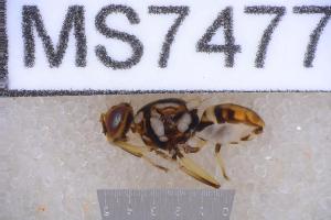  ( - UHIM.ms07477)  @11 [ ] BY-NC-ND (2023) University of Hawaii Insect Museum UHIM