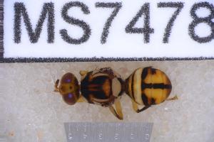  ( - UHIM.ms07478)  @11 [ ] BY-NC-ND (2023) University of Hawaii Insect Museum UHIM