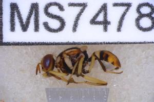  ( - UHIM.ms07478)  @11 [ ] BY-NC-ND (2023) University of Hawaii Insect Museum UHIM