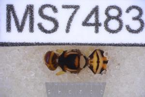  ( - UHIM.ms07483)  @11 [ ] BY-NC-ND (2023) University of Hawaii Insect Museum UHIM
