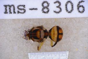  ( - UHIM.ms08306)  @11 [ ] BY-NC-ND (2023) University of Hawaii Insect Museum UHIM