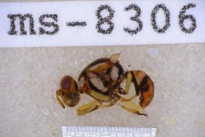  ( - UHIM.ms08306)  @11 [ ] BY-NC-ND (2023) University of Hawaii Insect Museum UHIM