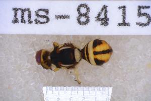  ( - UHIM.ms08415)  @11 [ ] BY-NC-ND (2023) University of Hawaii Insect Museum UHIM